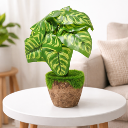 Декоративно цвете със зелени листа