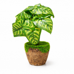 Декоративно цвете със зелени листа