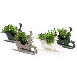 Цвете в саксийка Елен