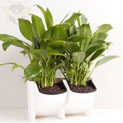 Двойна пластмасова саксия за стена