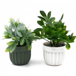 Декоративно цвете в саксия