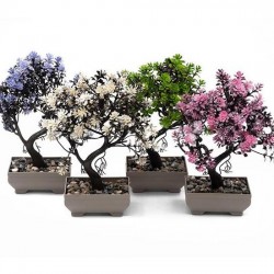 Декоративно цвете в саксия - бонзай