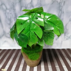 Декоративно цвете зелени листа