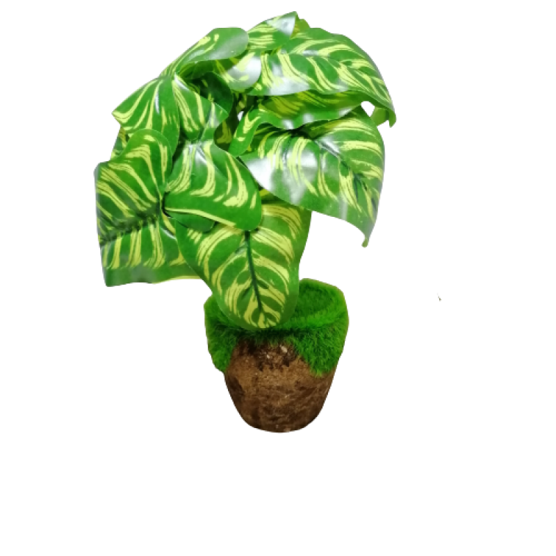 Декоративно цвете зелени листа