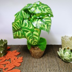 Декоративно цвете зелени листа