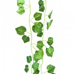 Лиана малки листа