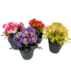 Цвете в саксийка