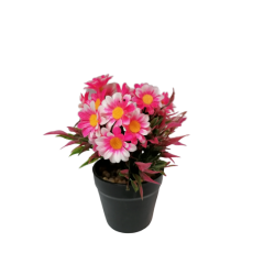 Цвете в саксийка