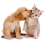 ДОМАШНИ ЛЮБИМЦИ